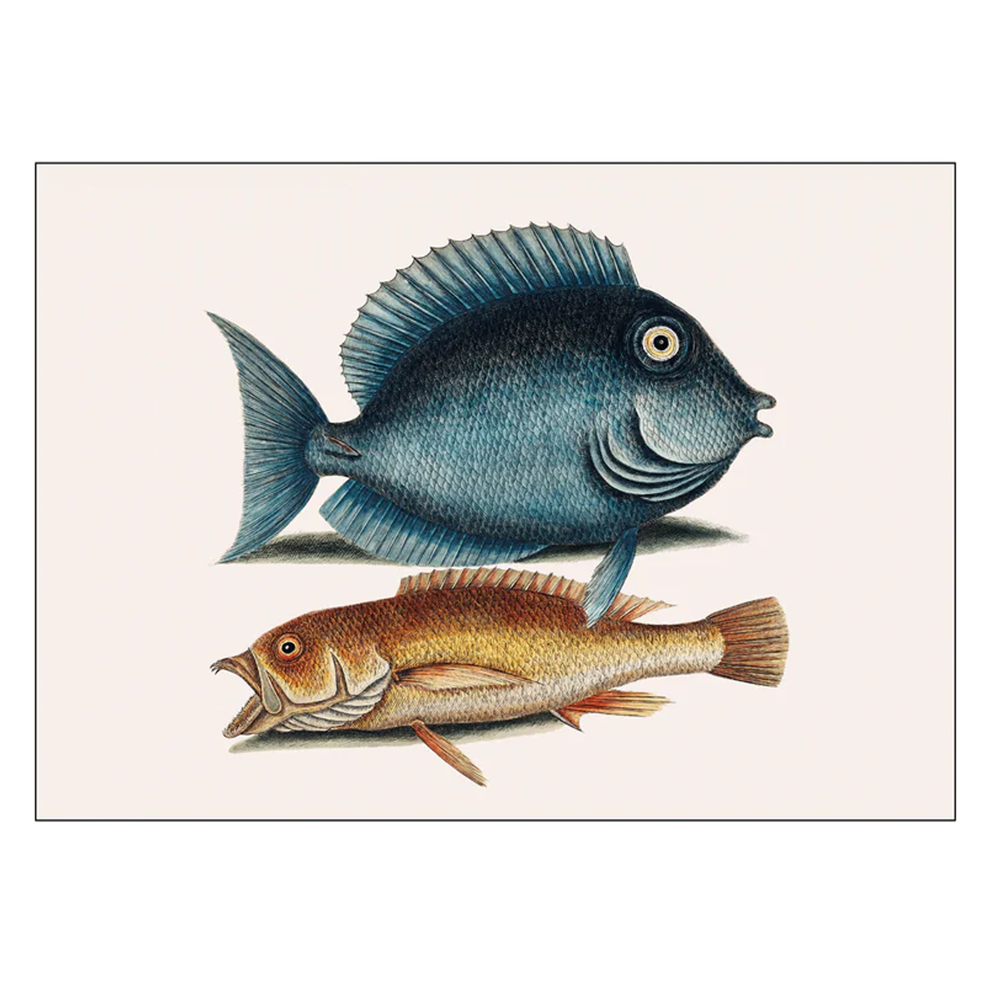 Poster Mark Catesby Tang fish 70x100 cm