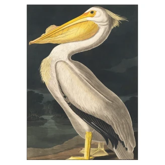 Poster <strong>John James Audubon</strong>  American White Pelican 50x70 cm