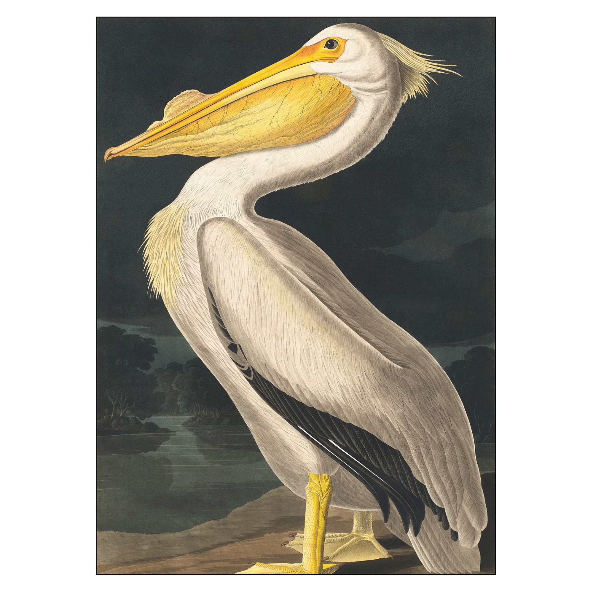 Poster John James Audubon American White Pelican 70x100 cm