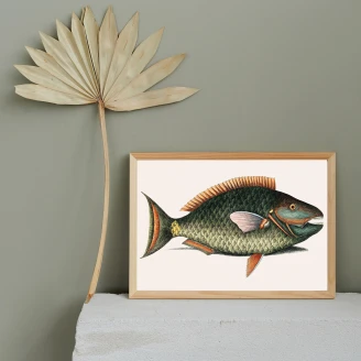 Poster <strong>Mark Catesby</strong>  Parrot Fish 50x70 cm