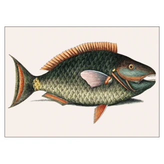 Poster <strong>Mark Catesby</strong>  Parrot Fish 50x70 cm