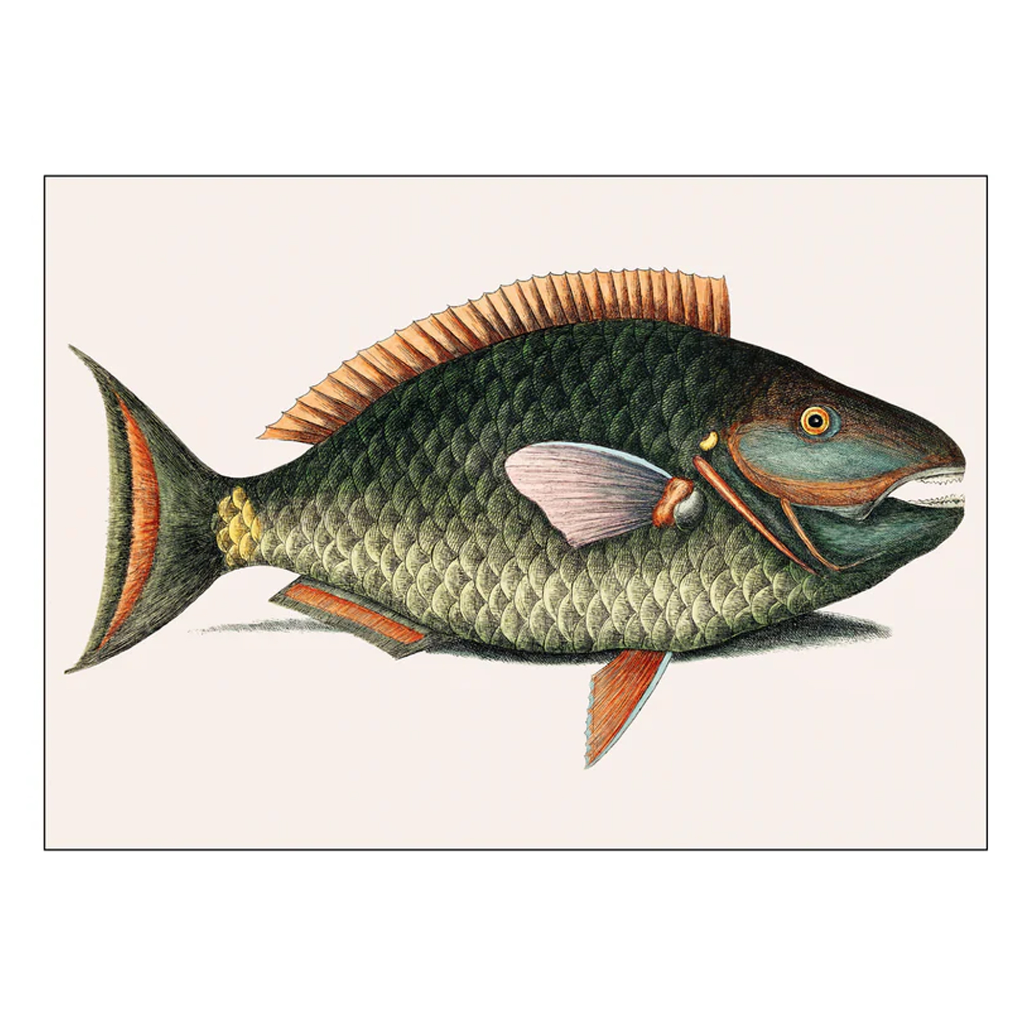 Poster Mark Catesby Parrot Fish 70x100 cm