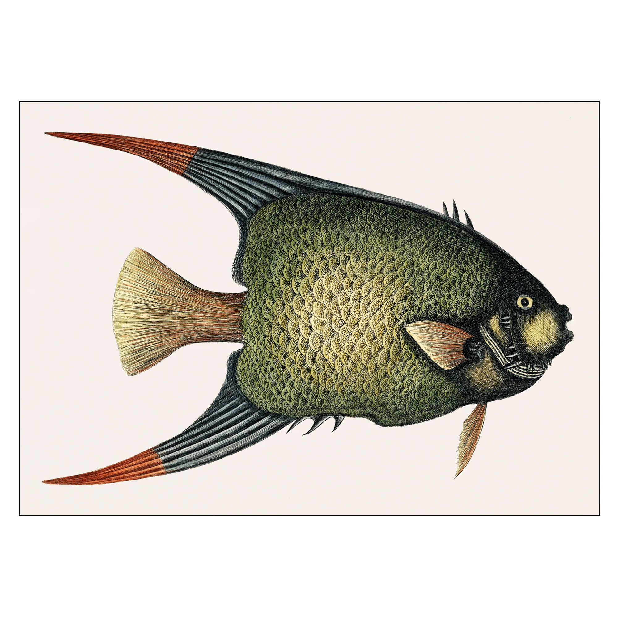 Poster Mark Catesby Angel Fish 50x70 cm