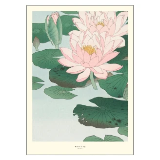 Poster <strong>A.P. Atelier</strong>  Water Lily 50x70 cm