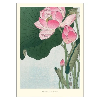 Poster <strong>A.P. Atelier</strong>  Blooming Lotus Flowers 50x70 cm