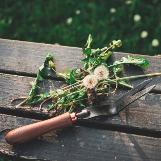 Barebones Maskrosjärn <strong>Wildhaven</strong>  Svart